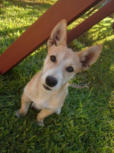 Fotografia de ru - Galeria Fotografica: dog - Foto: 