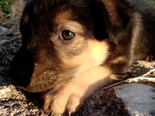 Fotografia de ru - Galeria Fotografica: dog - Foto: 