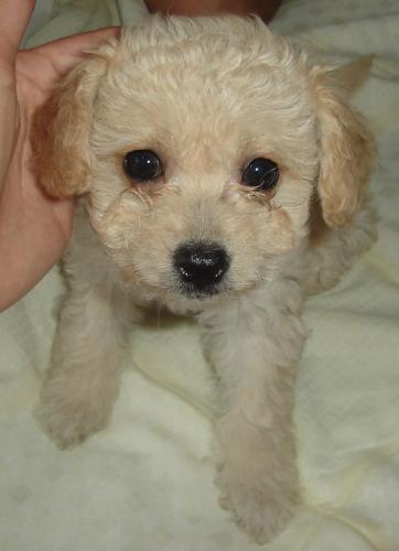 Fotografia de ru - Galeria Fotografica: dog - Foto: 