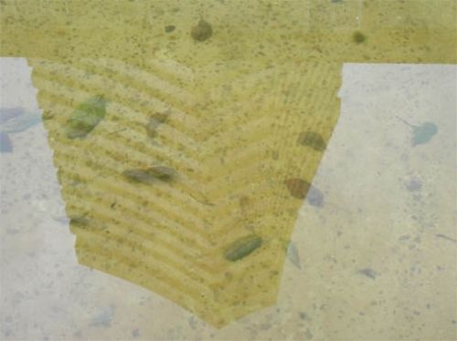 Fotografia de ARMANDO - Galeria Fotografica: PRINCIPIOS - Foto: 