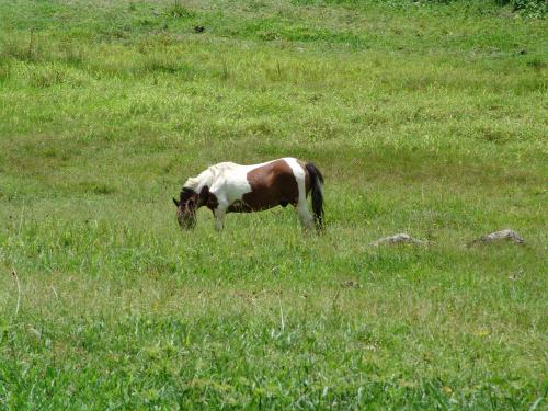 Fotografia de alex vianello - Galeria Fotografica: minhas fotos - Foto: vida o dom a luz e a dadiva