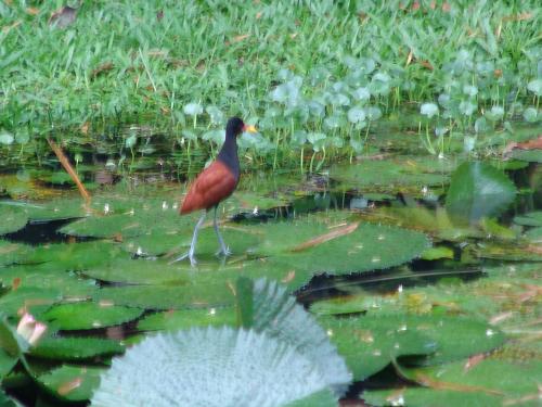 Fotografia de alex vianello - Galeria Fotografica: minhas fotos - Foto: ser vivo