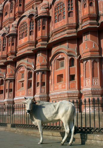 Fotografia de JEXUX - Galeria Fotografica: INDIA - Foto: VACA