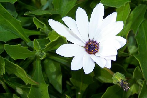 Fotografia de Oscar - Galeria Fotografica: Primeros exitos a color. - Foto: Flor