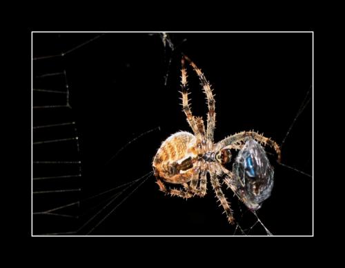 Fotografia de Catalin Alexandru - Galeria Fotografica: Selectii natura - Foto: Araa