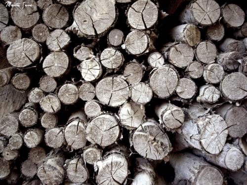 Fotografia de Marta Ses Fuentes - Galeria Fotografica: Transmitiendo sensaciones - Foto: Troncos mirndote