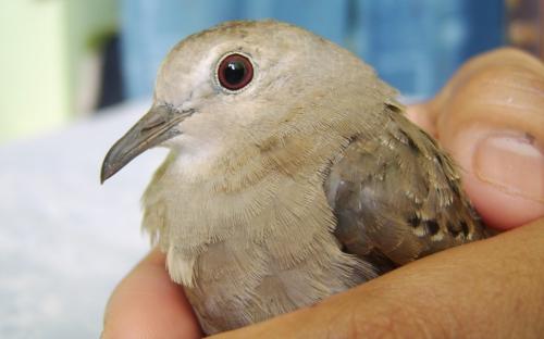 Fotografia de Glory Box - Galeria Fotografica: Inicio - Foto: Ave Perdida