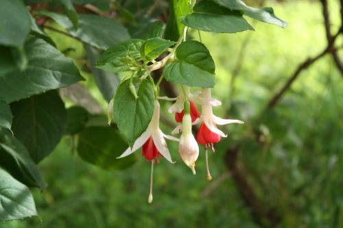 Fotografia de Rodin - Galeria Fotografica: Flores - Foto: 								Mimo								