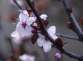 Foto de  Rodin - Galería: Flores - Fotografía: 								Destino									Prunus							