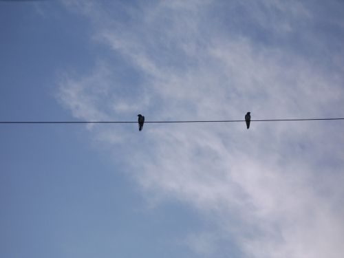 Fotografia de Glory Box - Galeria Fotografica: Inicio - Foto: Aves Indiferentes