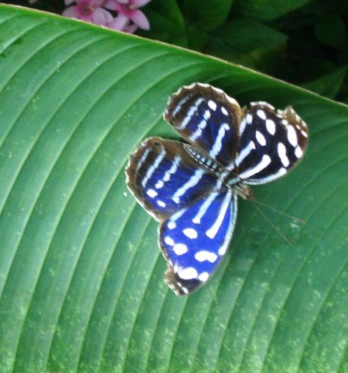 Fotografia de Desiree - Galeria Fotografica: COSTA RICA!!! - Foto: 