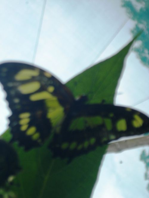 Fotografia de Desiree - Galeria Fotografica: COSTA RICA!!! - Foto: 