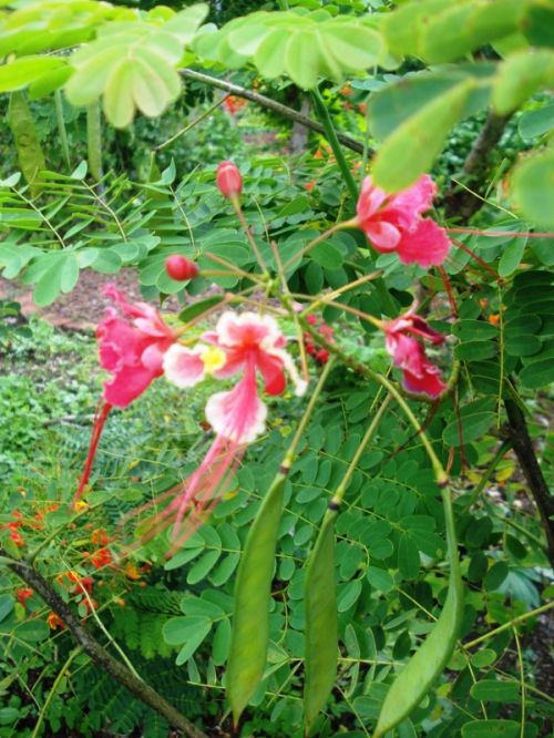 Fotografia de Desiree - Galeria Fotografica: COSTA RICA!!! - Foto: 