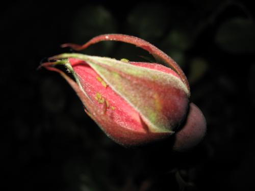 Fotografia de Esteban Ortiz - Galeria Fotografica: PASOS - Foto: Amores