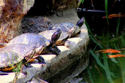Fotografia de ROB - Galeria Fotografica: Alguna que otra - Foto: Al ritmo del coro lento