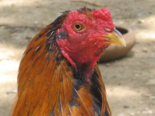 Fotografia de JORGE SALIM - Galeria Fotografica: CASUALES - Foto: Gracias