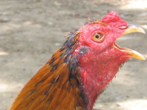 Fotografia de JORGE SALIM - Galeria Fotografica: CASUALES - Foto: Despierten!