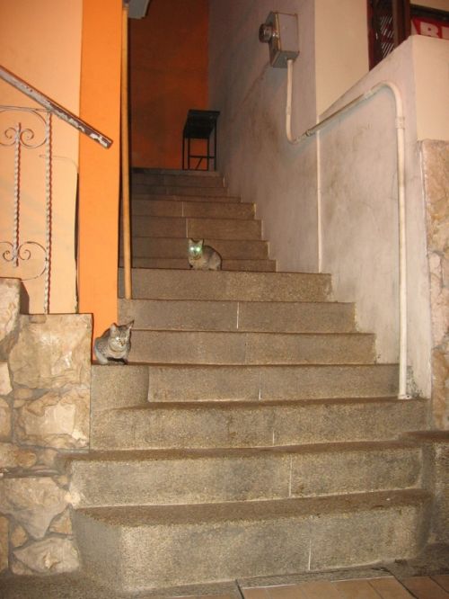 Fotografia de JORGE SALIM - Galeria Fotografica: CASUALES - Foto: Gatos