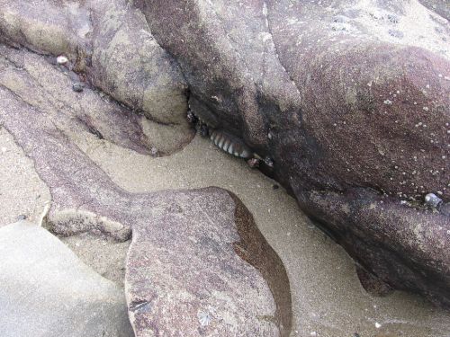 Fotografia de JORGE SALIM - Galeria Fotografica: CASUALES - Foto: Bichos