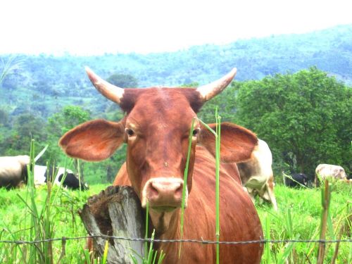 Fotografia de JORGE SALIM - Galeria Fotografica: CASUALES - Foto: Mi rojo amigo 