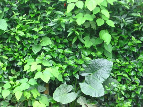 Fotografia de JORGE SALIM - Galeria Fotografica: CASUALES - Foto: Verde que te quiero...