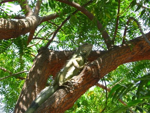 Fotografia de JORGE SALIM - Galeria Fotografica: CASUALES - Foto: Iguana Verde