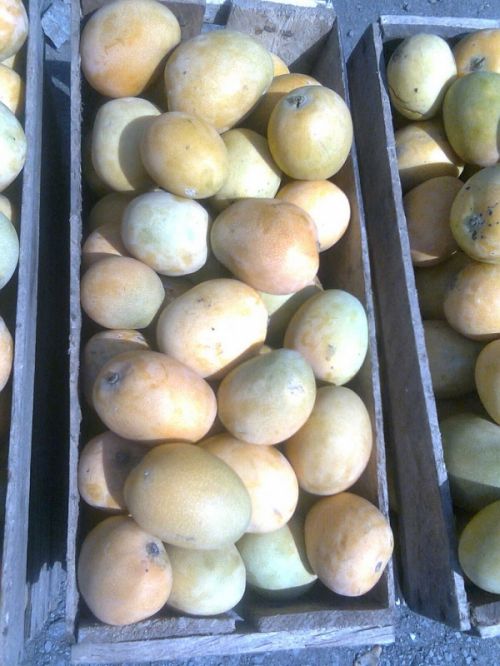 Fotografia de JORGE SALIM - Galeria Fotografica: CASUALES - Foto: Mangos...a punto