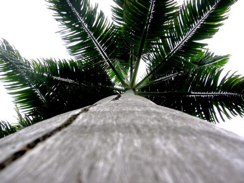 Fotografia de JORGE SALIM - Galeria Fotografica: CASUALES - Foto: El palmar