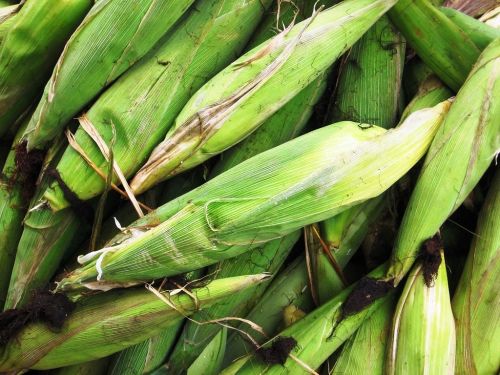 Fotografia de JORGE SALIM - Galeria Fotografica: CASUALES - Foto: choclos