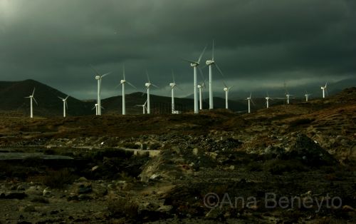 Fotografia de Ana Beneyto - Galeria Fotografica: Ana Beneyto - Foto: Campo de molinos - Tenerife