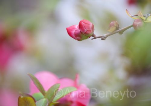Fotografia de Ana Beneyto - Galeria Fotografica: Ana Beneyto - Foto: Primavera
