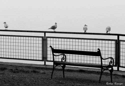 Fotografia de Ana Beneyto - Galeria Fotografica: Ana Beneyto - Foto: 