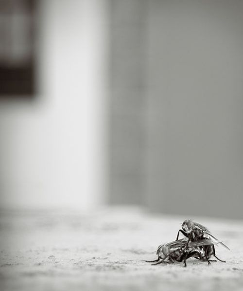 Fotografia de J.Henrquez - Galeria Fotografica: Miscelanea - Foto: Moscasenlaazotea