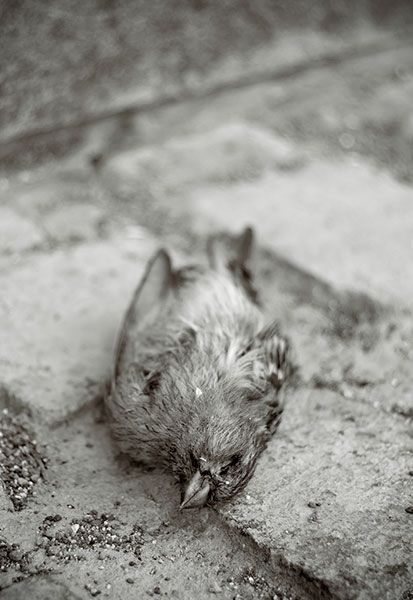 Fotografia de J.Henrquez - Galeria Fotografica: Miscelanea - Foto: Naturalezamuerta