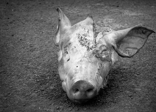 Fotografia de J.Henrquez - Galeria Fotografica: Miscelanea - Foto: Cabeza