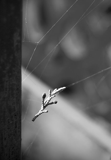 Fotografia de J.Henrquez - Galeria Fotografica: Miscelanea - Foto: Sol de tarde