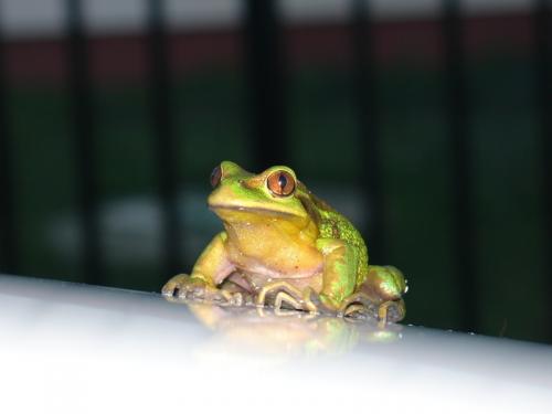 Fotografia de Drakez - Galeria Fotografica: Macros - Foto: Una ranita sobre mi auto...