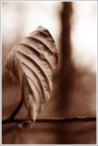 Fotografia de Sandra Karro - Galeria Fotografica: Naturaleza - Foto: Una hoja del Montseny