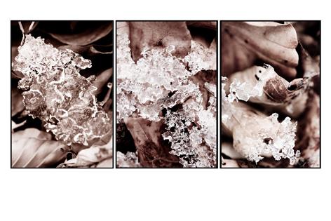 Fotografia de Sandra Karro - Galeria Fotografica: Naturaleza - Foto: Triptico