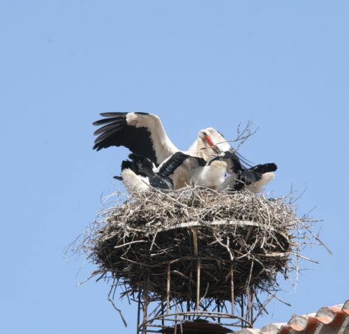 Fotografia de Chany46 - Galeria Fotografica: FOTOSSG - Foto: 