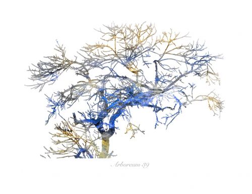 Fotografia de Albert Cuevas - Galeria Fotografica: ARBOREUM - Foto: 