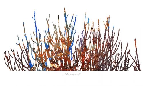 Fotografia de Albert Cuevas - Galeria Fotografica: ARBOREUM - Foto: 