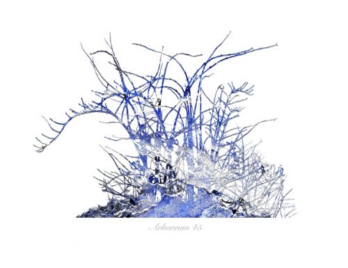 Fotografia de Albert Cuevas - Galeria Fotografica: ARBOREUM - Foto: 