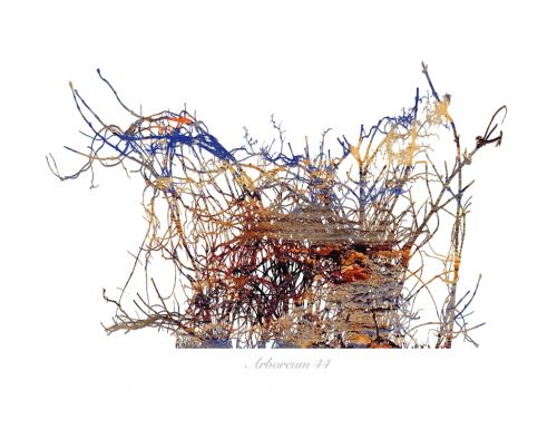 Fotografia de Albert Cuevas - Galeria Fotografica: ARBOREUM - Foto: 