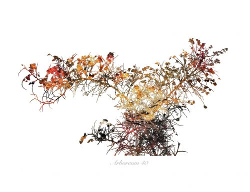 Fotografia de Albert Cuevas - Galeria Fotografica: ARBOREUM - Foto: 