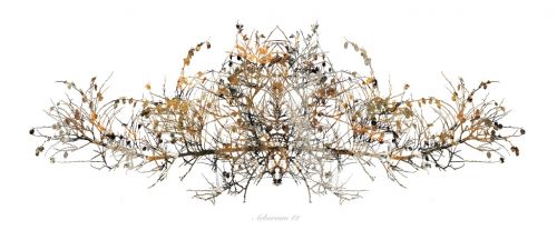 Fotografia de Albert Cuevas - Galeria Fotografica: ARBOREUM - Foto: 