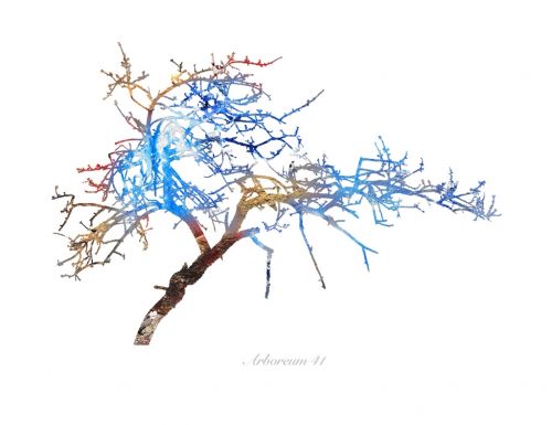 Fotografia de Albert Cuevas - Galeria Fotografica: ARBOREUM - Foto: 