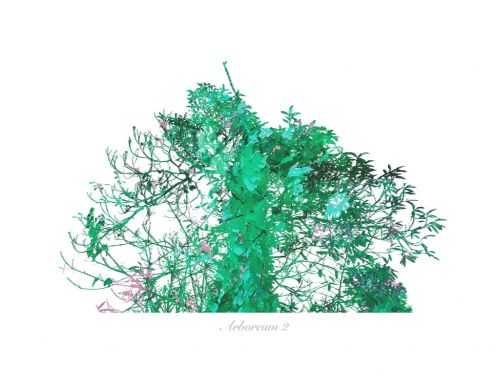 Fotografia de Albert Cuevas - Galeria Fotografica: ARBOREUM - Foto: 