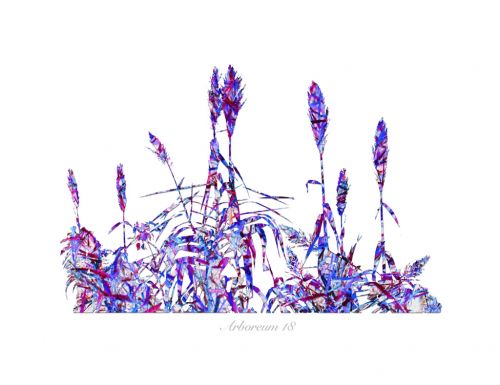 Fotografia de Albert Cuevas - Galeria Fotografica: ARBOREUM - Foto: 