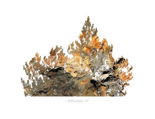 Fotografia de Albert Cuevas - Galeria Fotografica: ARBOREUM - Foto: 